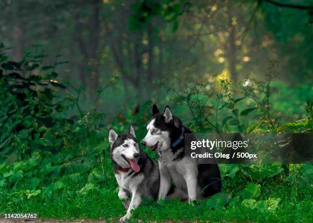 bla-bla husky - blabla stockfoto's en -beelden