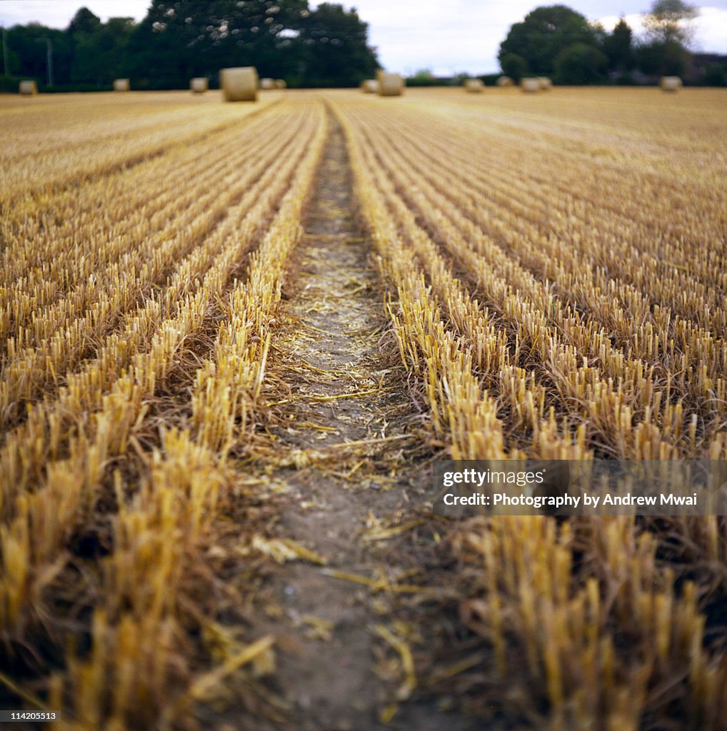 Harvested