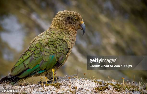 the kea - te anau stock pictures, royalty-free photos & images