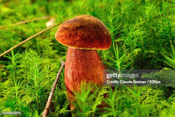 Claude Steiner Photos et images de collection Getty Images