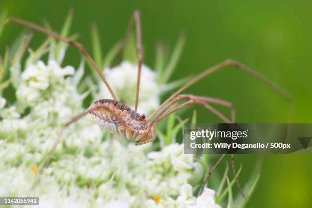 Opiliones Inca Pattern 59 Opiliones Stock Photos, High-Res Pictures, and Images - Getty Images