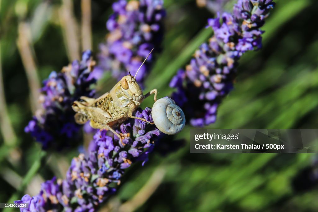 Gras Hopper At Lavender