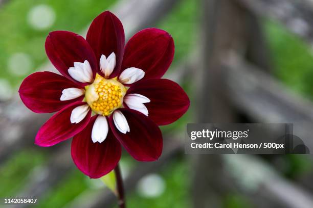 discarded dahlia - wadhurst stock pictures, royalty-free photos & images