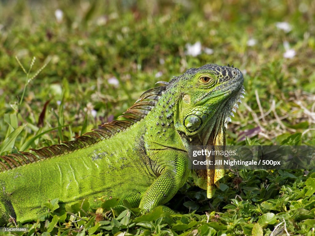 Alert Young Green Iguana Neck Dewlap Hanging Down