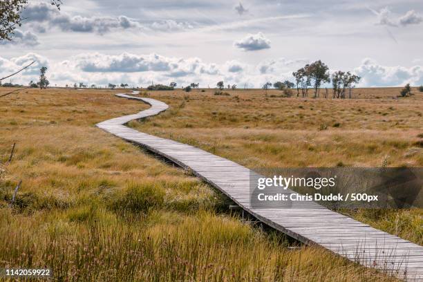 wooden pathway - eifel stock pictures, royalty-free photos & images