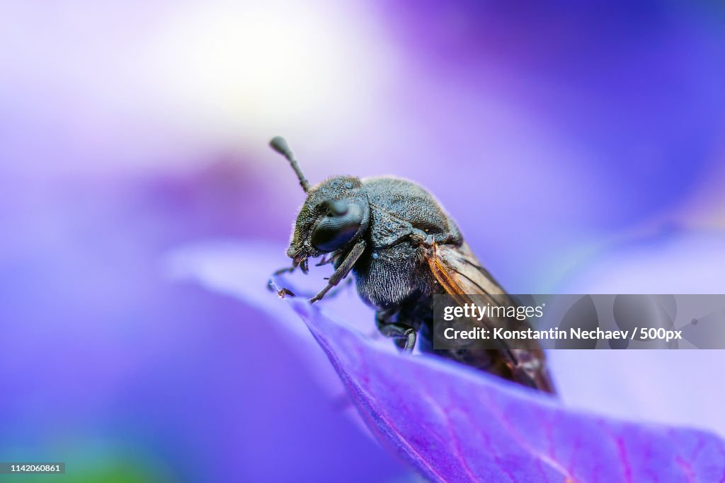Wild Bee On Blue Bellflower
