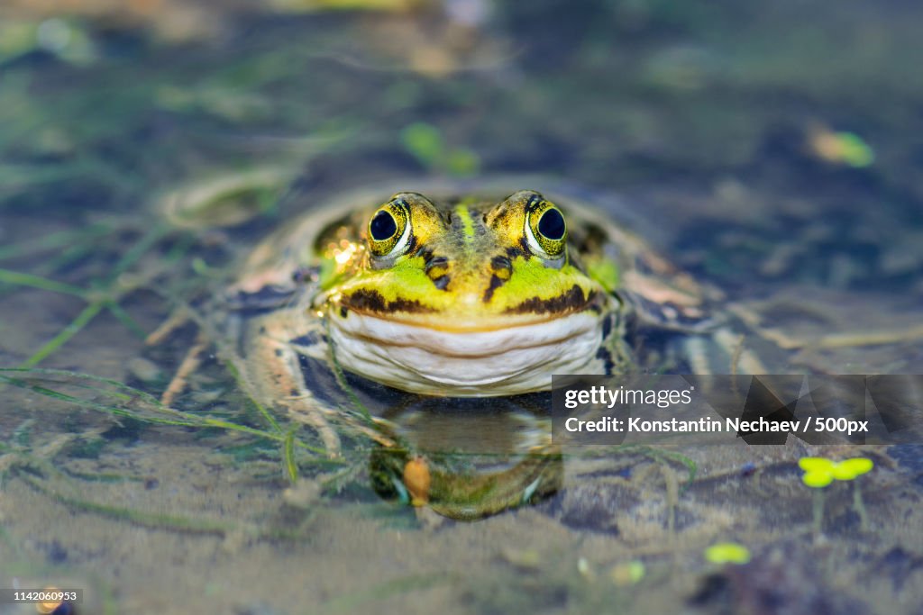Frog In Pond