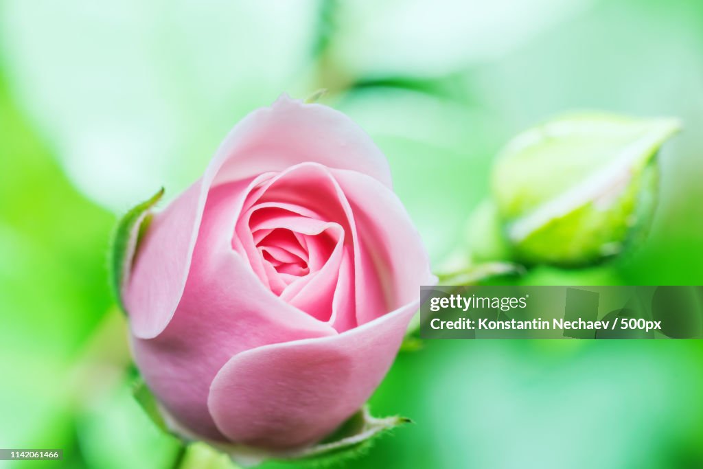 Pink Rose On Green Background