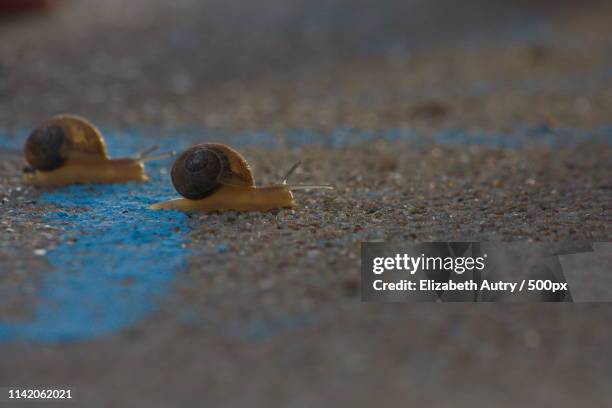 Snail Racing Gty Snail Racing Photos and Premium High Res Pictures - Getty Images