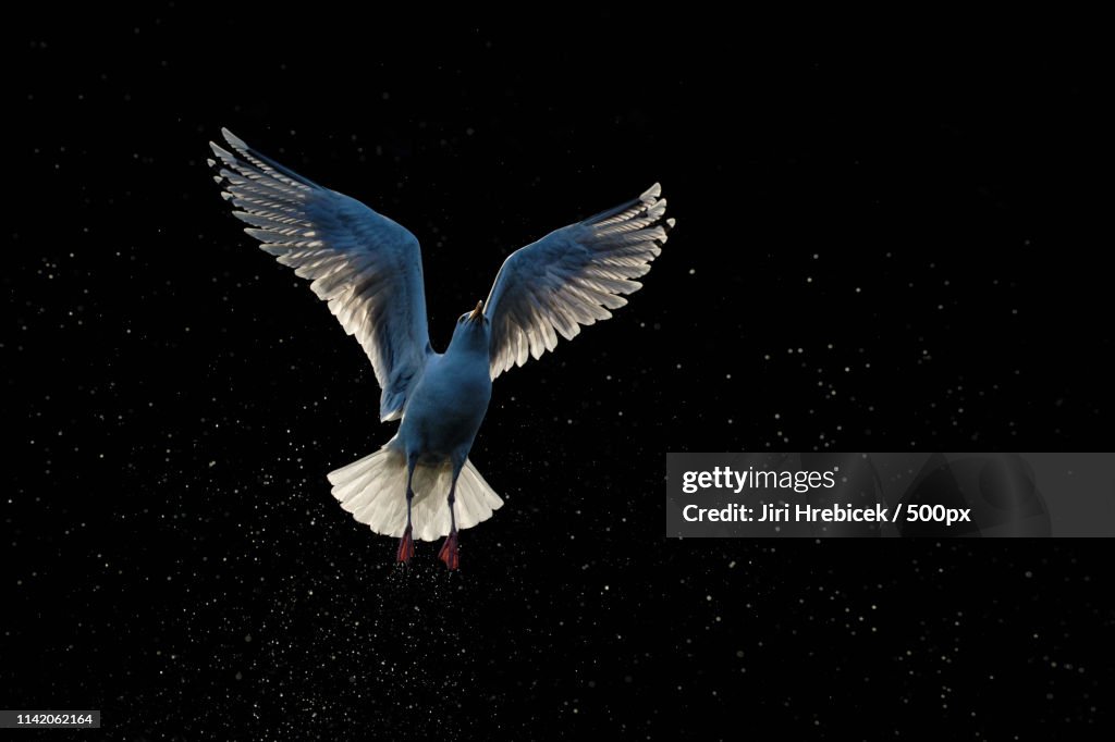 Herring Gull