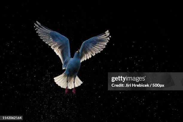 Herring Gull High-Res Stock Photo