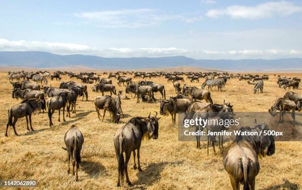 wildebeest waiting - ngorongoro krater stockfoto's en -beelden
