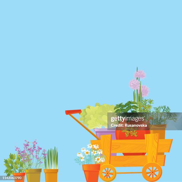 herb background - chamomile stock illustrations