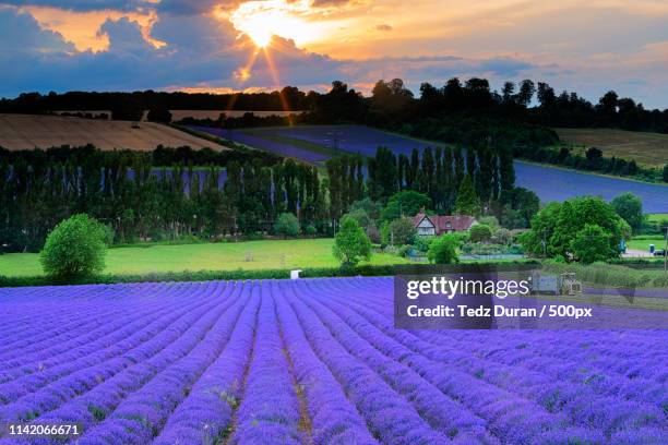 the harvest - sevenoaks stock pictures, royalty-free photos & images