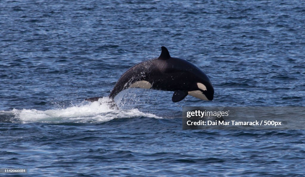 Pinnacle Of An Orca Breach