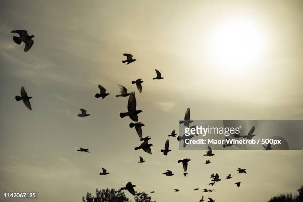 silhouettes of flying pigeons in the skies - white pigeon stock pictures, royalty-free photos & images