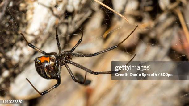 False Button Spider Steatoda Photos and Premium High Res Pictures - Getty Images