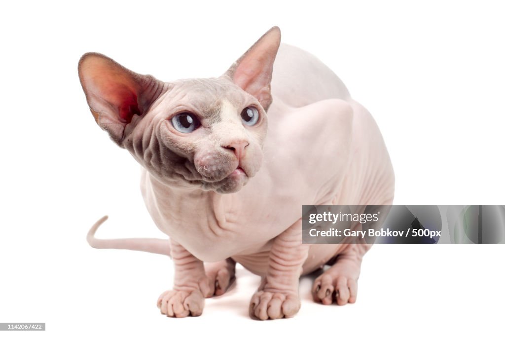 The Little Smeagol