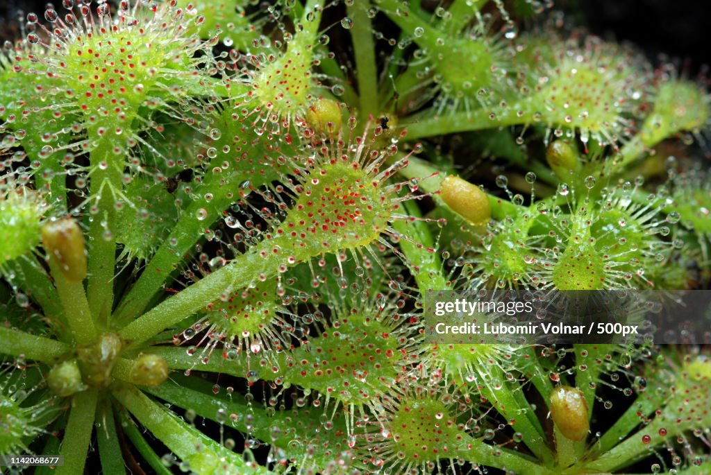Dewy Spoons