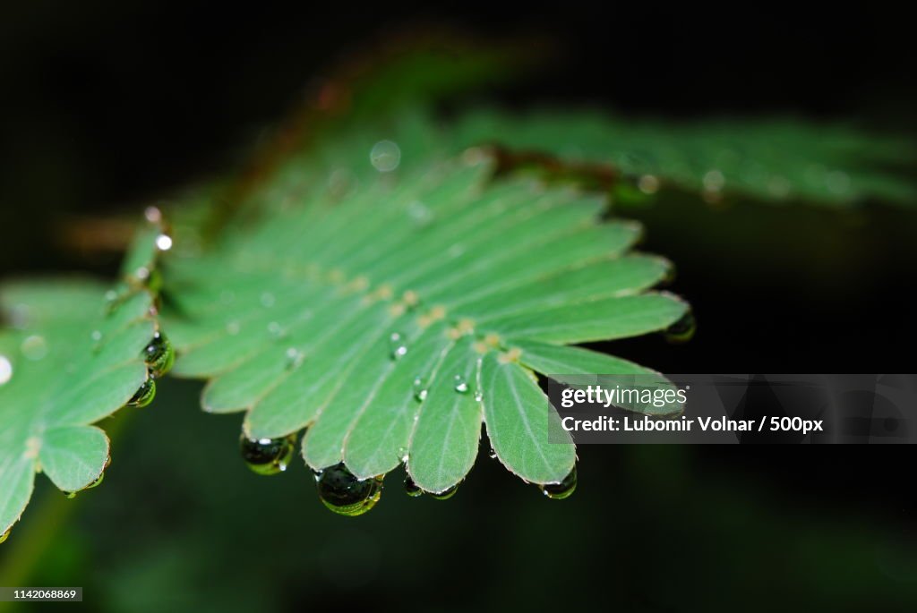 Mimosa's Leaf