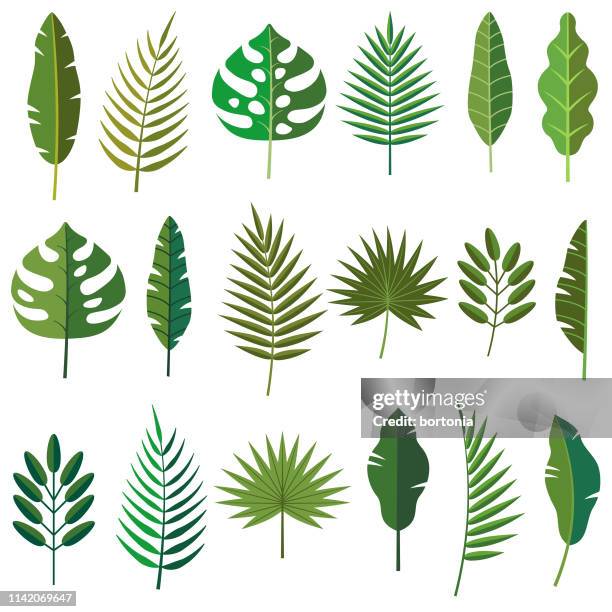 tropical leaf icons - canada leaf stock illustrations