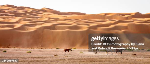 arabian horses and gazelles in the empty quarter - arab horse bildbanksfoton och bilder