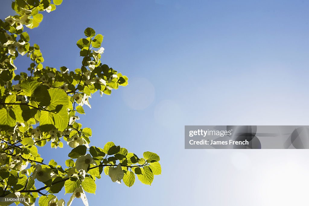 Leaves of a tree and sunshine