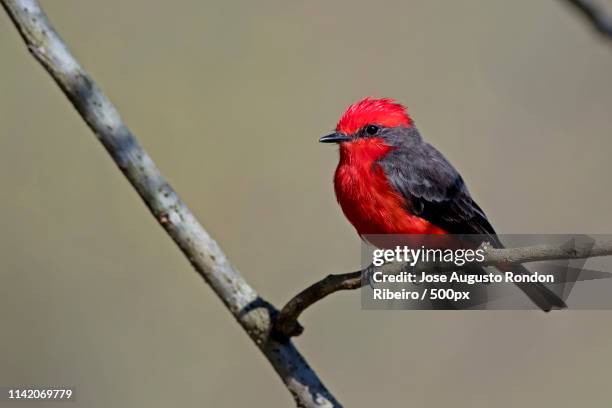 Close Up Of vermilion Flycatcher High-Res Stock Photo