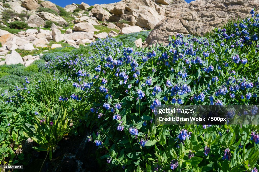 Flowers At Indian Peaks Wilderness
