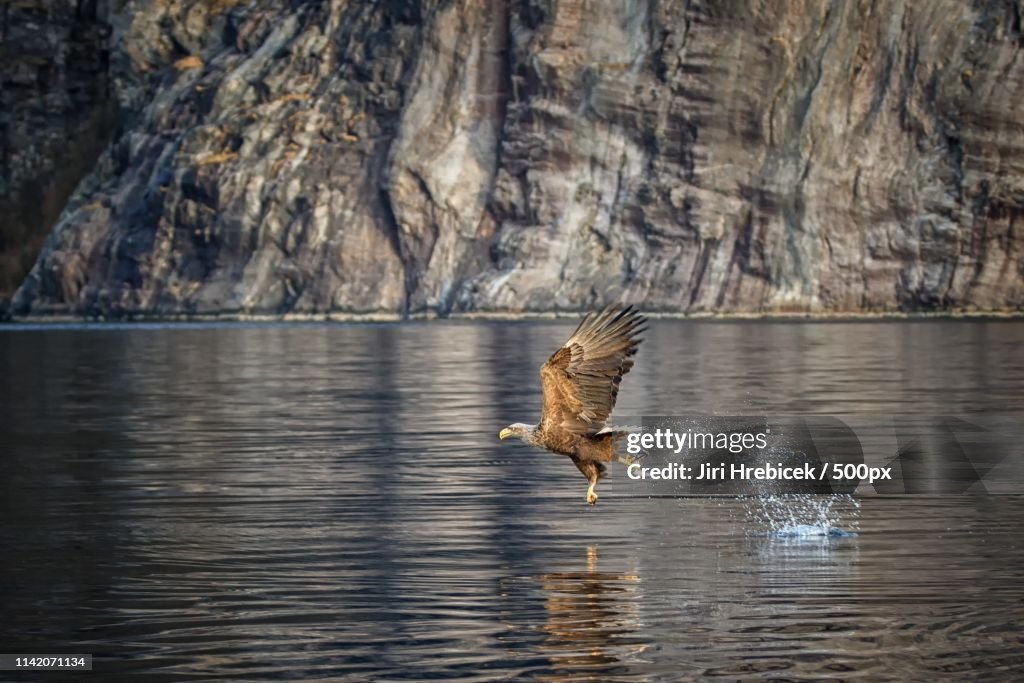 White-Tailed Eagle