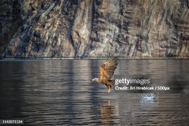 Whitetailed Eagle High-Res Stock Photo
