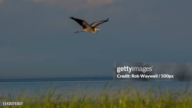 great blue heron, castalia marsh, grand manan - rob heron stock pictures, royalty-free photos & images