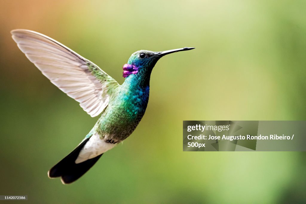 Close-up of flying White-vented Violetear