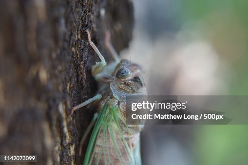 Cadia Insect Extreme Closeup Of Cicada High-Res Stock Photo - Getty Images