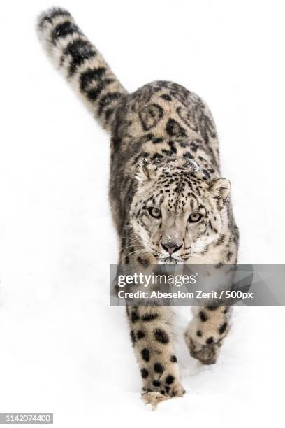 snow leopard on the prowl ix - snow leopard stock pictures, royalty-free photos & images