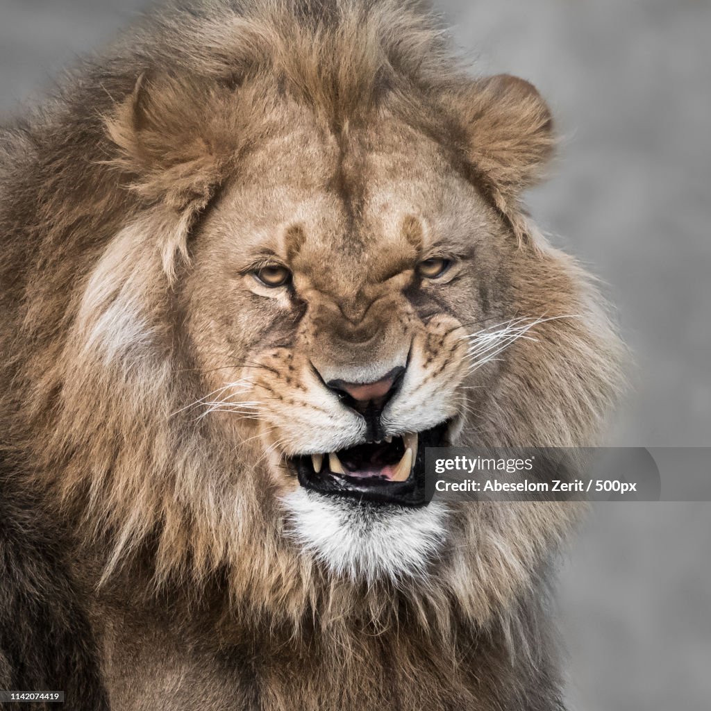 African Lion