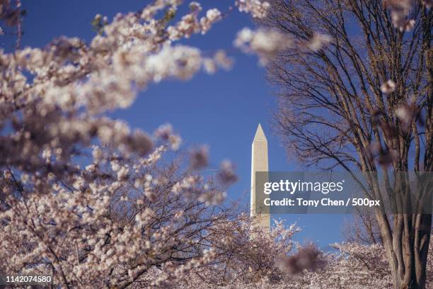 cherry blossom in dc - washington dc spring stock pictures, royalty-free photos & images