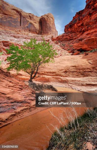 lone tree in coyote gulch - glen canyon stock pictures, royalty-free photos & images