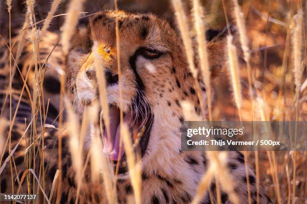 one eyed cheetah yawning with fly on nose - otjiwarongo stock pictures, royalty-free photos & images