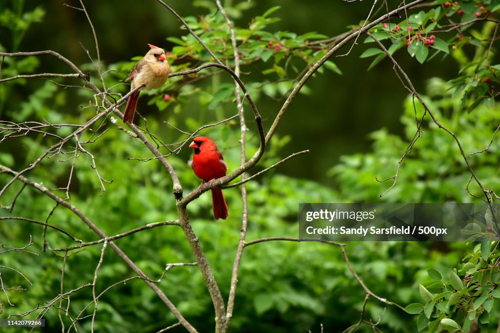 Cardinal Pair, Birds