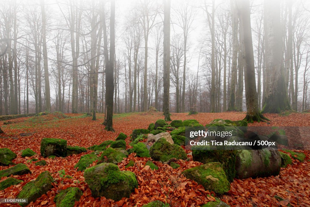 Forest In Fog