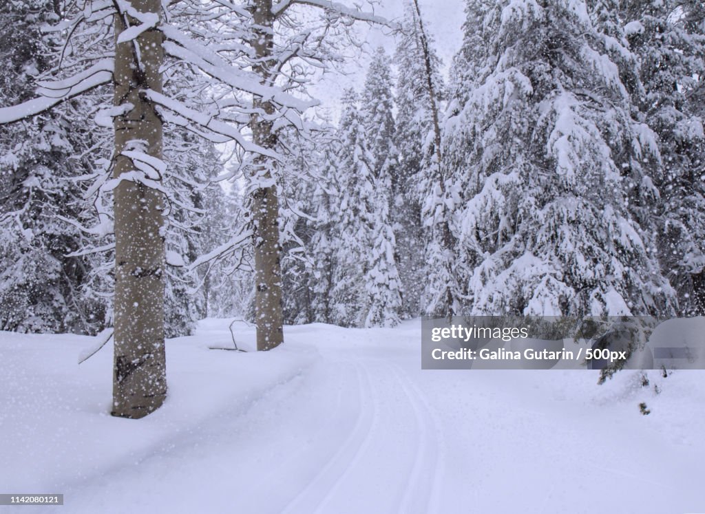 Snowfall In Winter Forest