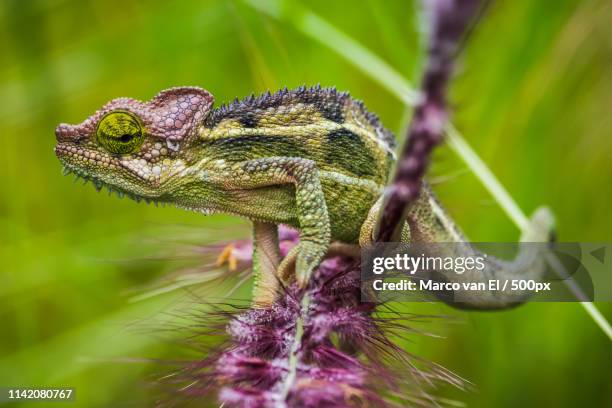 nothing to see - east african chameleon stock pictures, royalty-free photos & images