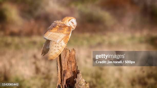 barn owl - manitoulin stock pictures, royalty-free photos & images