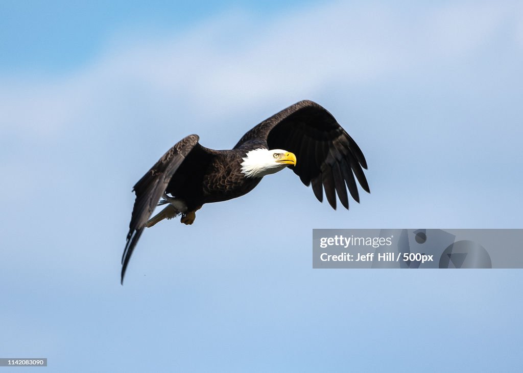 View of flying bald eagle