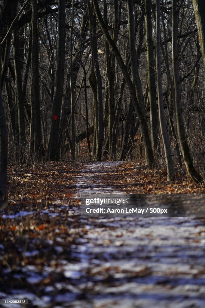 Hobbs Woods