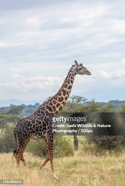 a giraffe walking across savanna lands - hartebeest botswana stockfoto's en -beelden