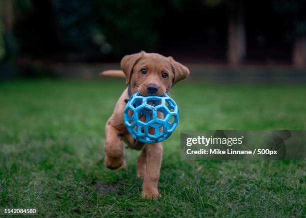 monty - labrador puppies stock-fotos und bilder