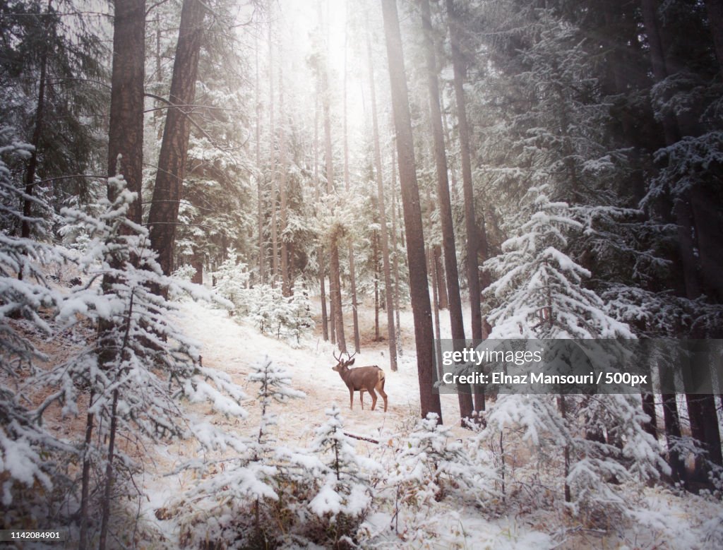 Winter Wonderland In Banff, Alberta