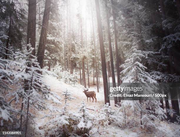 winter wonderland in banff, alberta - canada wildlife stock pictures, royalty-free photos & images